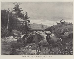 Wapiti-herten, Rocky Mountains door William Augustus Rixon